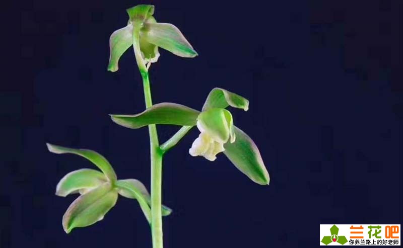 素心兰花和青山玉泉兰花哪个更好,素心兰花是什么样子