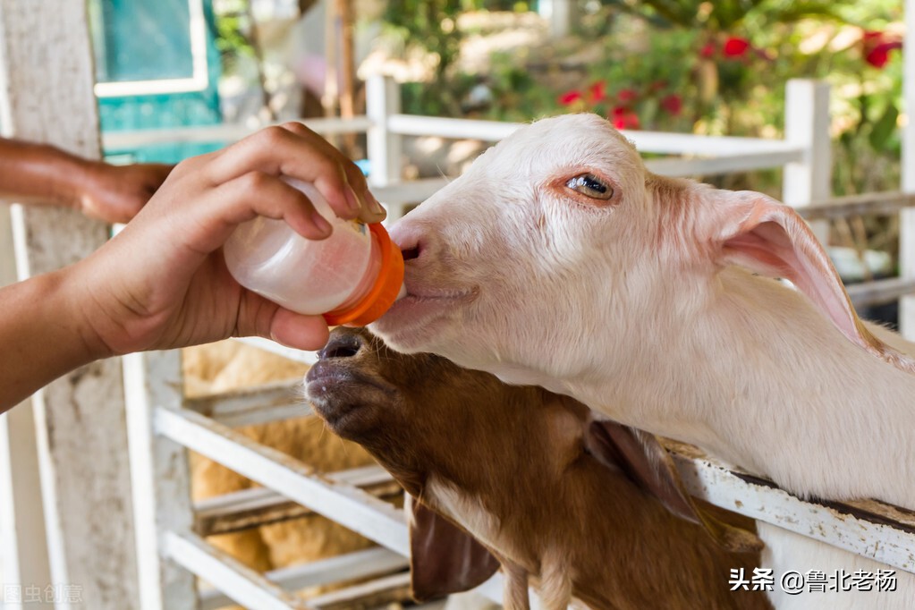 新手养羊如何预防羊病,养羊常见病治疗大全