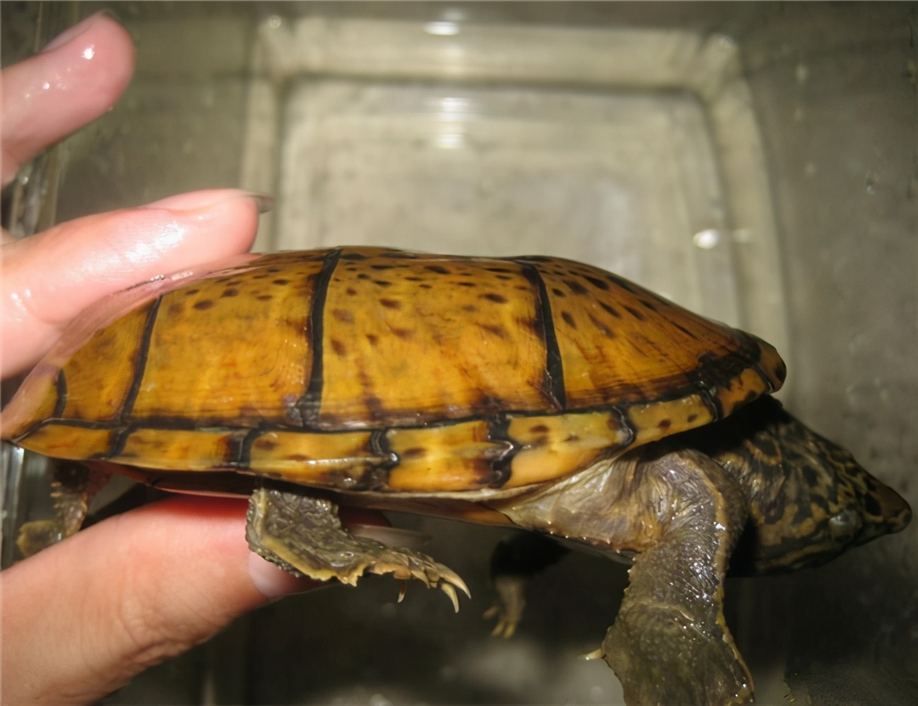 平背麝香龟价格,麝香蛋龟和果核蛋龟区别