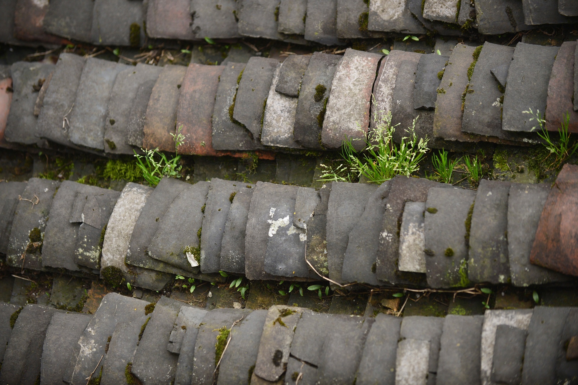 庆阳活化石叫啥,庆阳坝历史