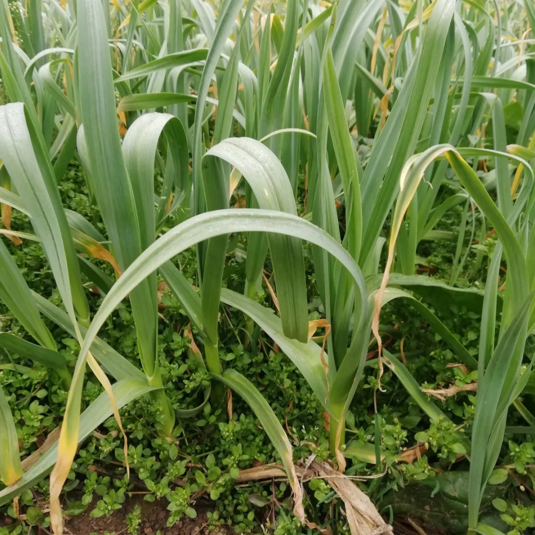 免费送菜到家广告,欢迎下单免费送菜上门