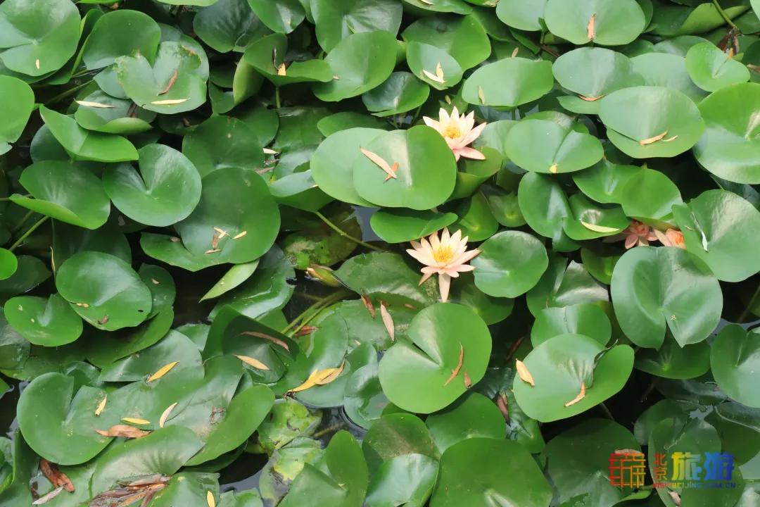 免费！市区就有“小森林”，花海芳香扑鼻！还有美好的祝福送给你