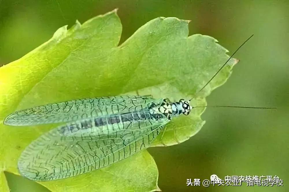 农业害虫分类大全,农业害虫分类及杀虫剂