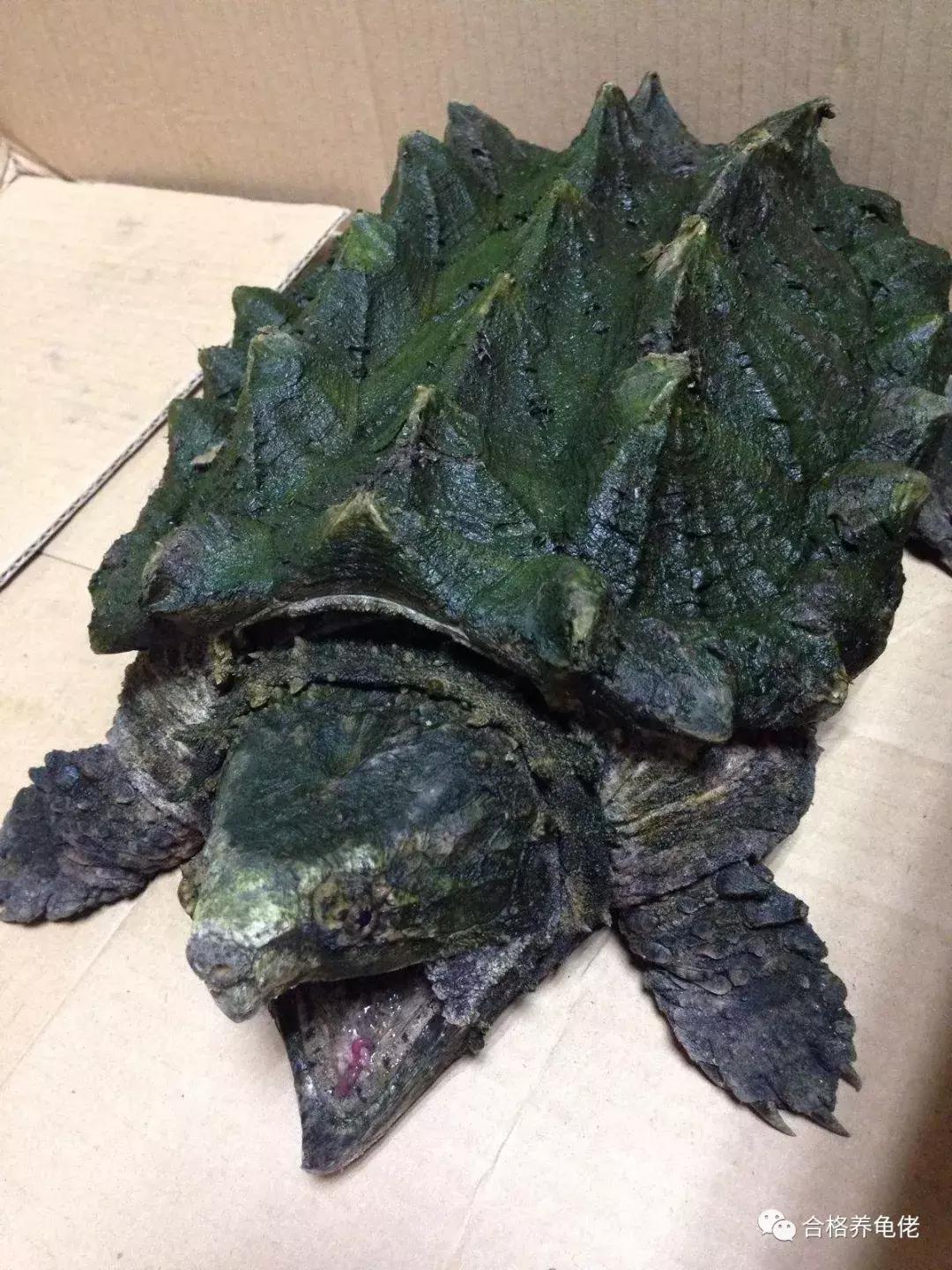 龟最大的天敌是谁,龟是清道夫的天敌吗