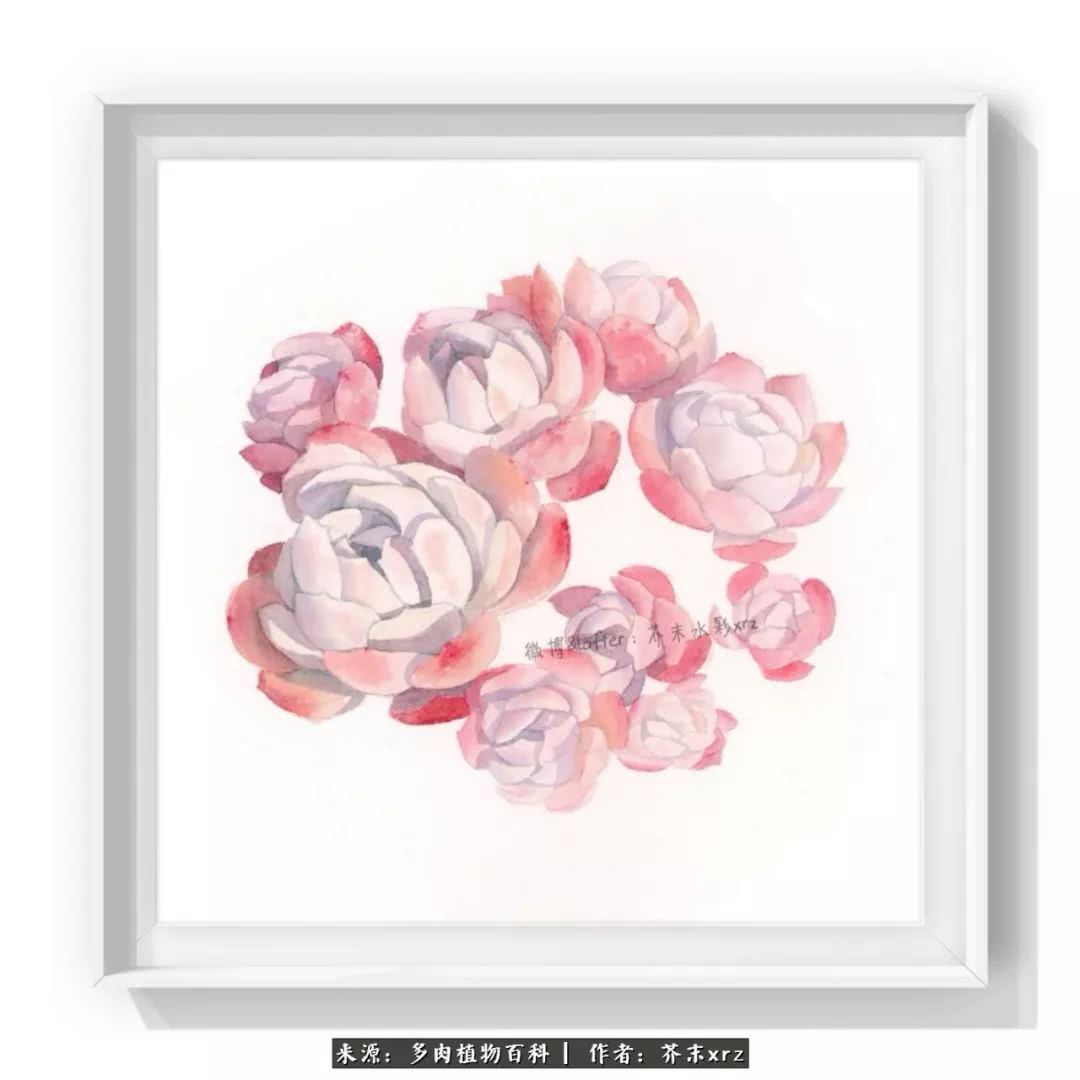 那个爱画多肉的小姑娘带着她的心头肉又来啦!