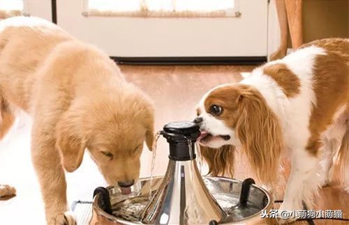 狗狗室内大小便解决方法,狗狗不定点大小便怎么办