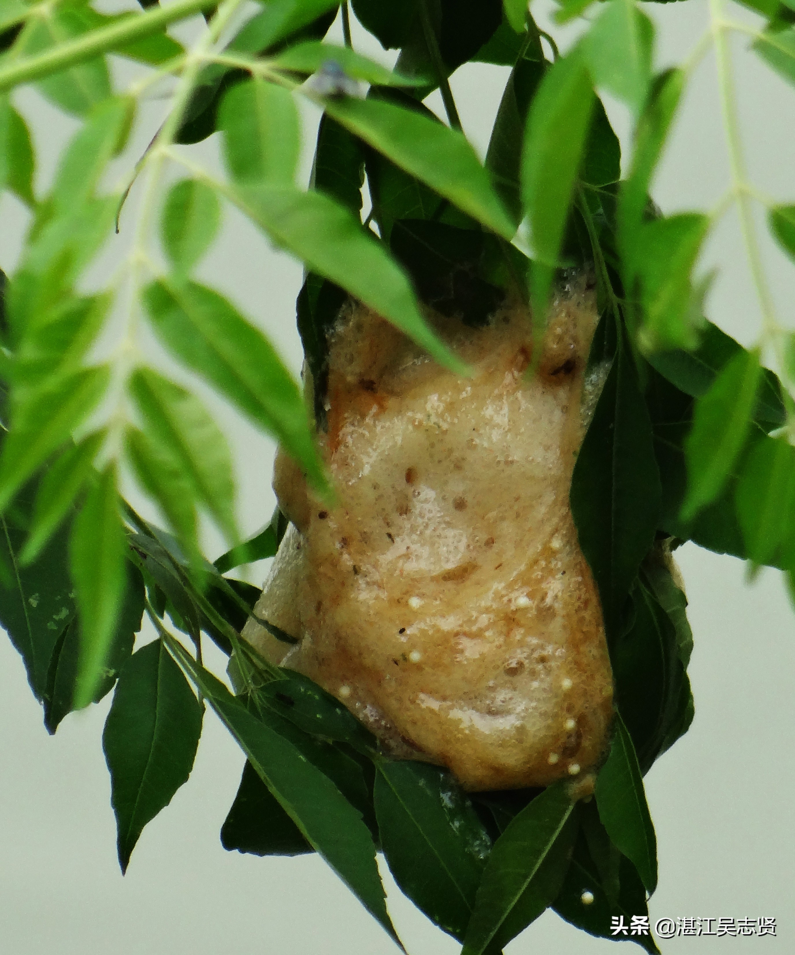 蛙怎样繁衍的全过程,蛙如何交配繁殖后代