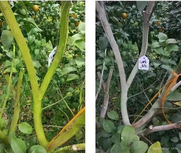 种果树总长青苔,真头疼!教你三招,让青苔消失