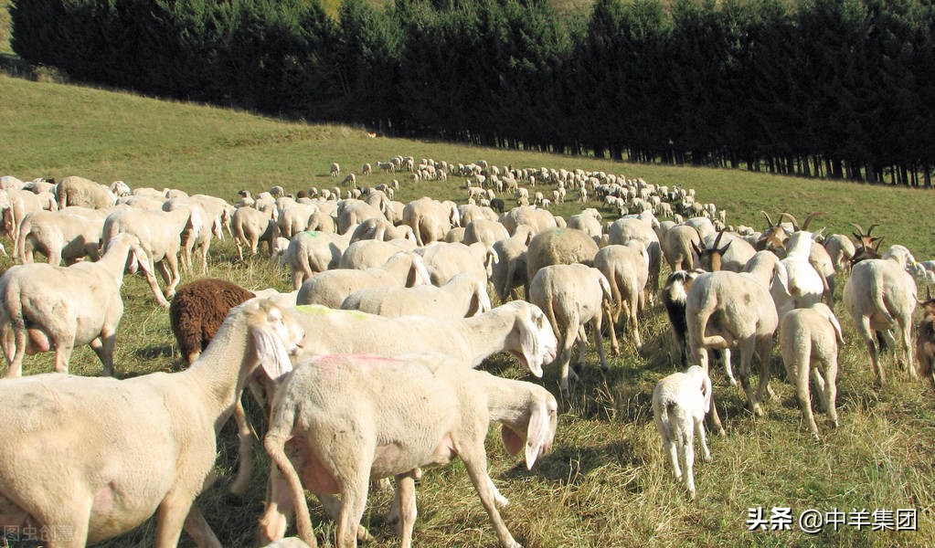 如何让羊多产公羊,羊胚胎移植费用多少