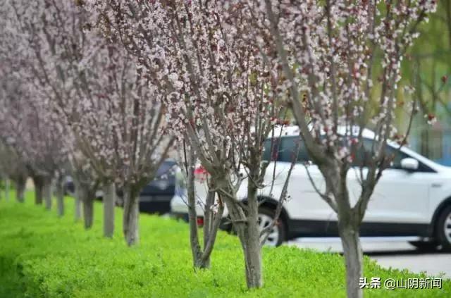 人间四月春暖花开散文,最美人间四月天优美散文