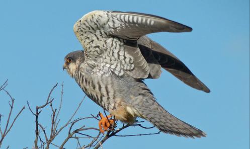 东江揽胜:收集常见鸟类图谱之猛禽篇,摄鸟人自留地,建议收藏