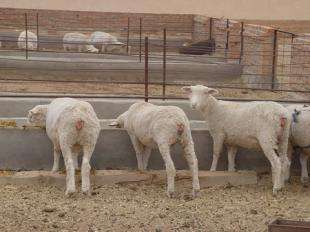 养羊和喂羊的区别,想养羊去哪里学