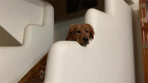 大金毛吞了一块抹布七天不吃东西,金毛吞了一个塑料球