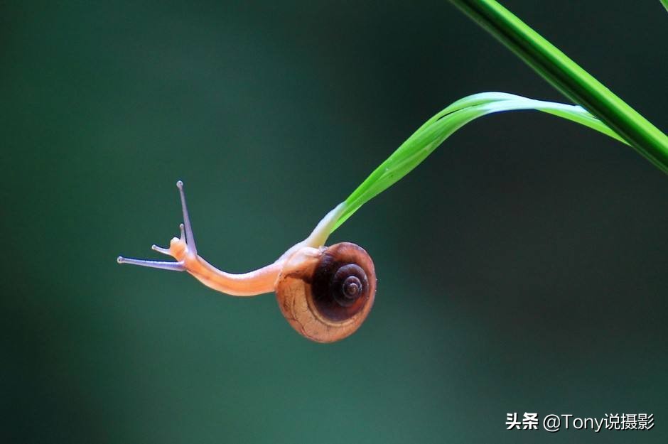 vivo手机微距拍摄技巧,小米10手机微距拍摄技巧