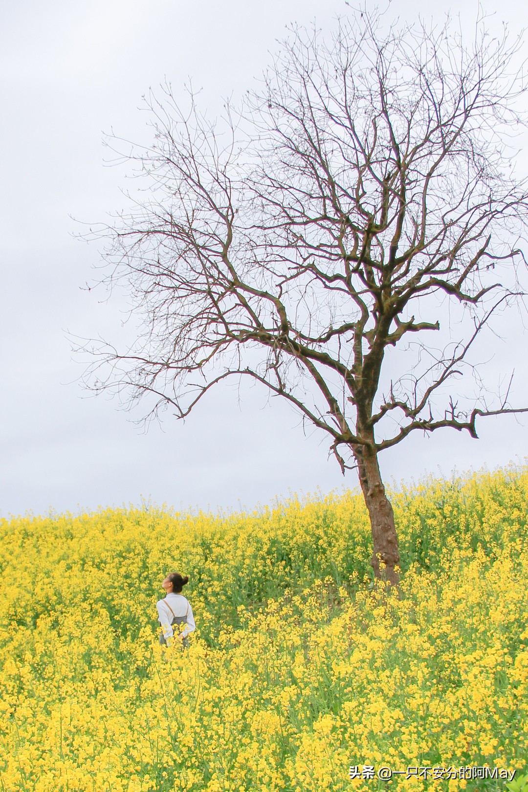 汉中洋县油菜花旅游地点推荐,汉中看油菜花是去洋县还是西乡