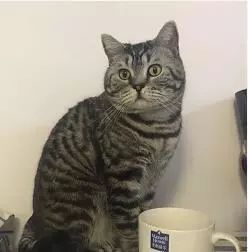 乌木男士香水100ml,高级木质香水推荐乌木沉香