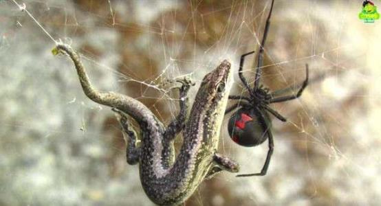黑寡妇蜘蛛的毒液是不是毒不死人,世界上毒性最强的蜘蛛