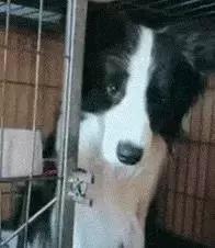 如何判断边境牧羊犬是笨是聪明,边境牧羊犬为什么不会攻击人