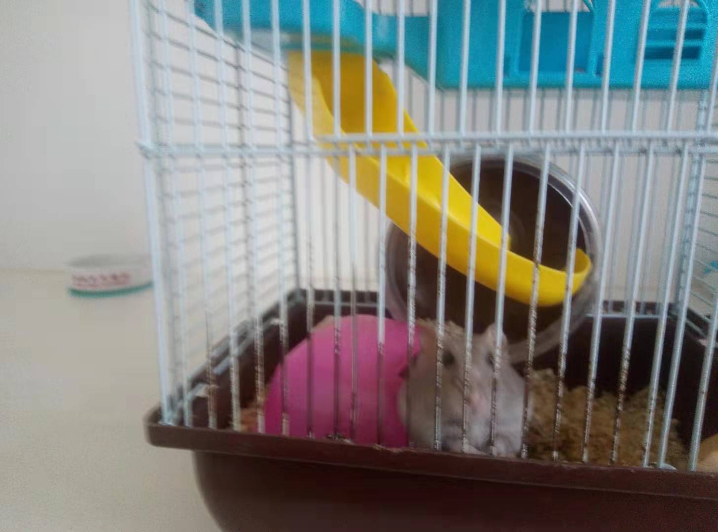 我家的小仓鼠,我家的小仓鼠30字日记