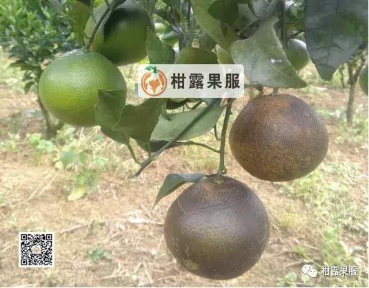 柑橘的常见病虫害和预防方法,柑橘新叶卷曲是什么虫害如何防治