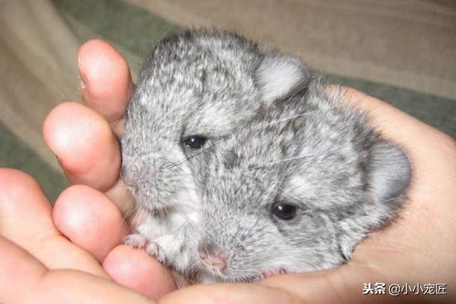 注意了，龙猫的这些部位可是不能随随便便摸的哦！