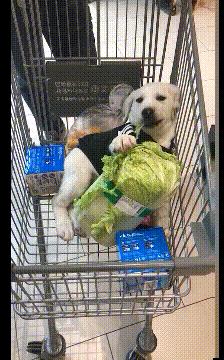 车贴幽默搞笑图片,车贴搞笑的图片