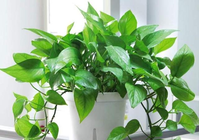 绿萝黄叶的原因及养护方法,黄叶的绿萝学一招叶子油绿还能长