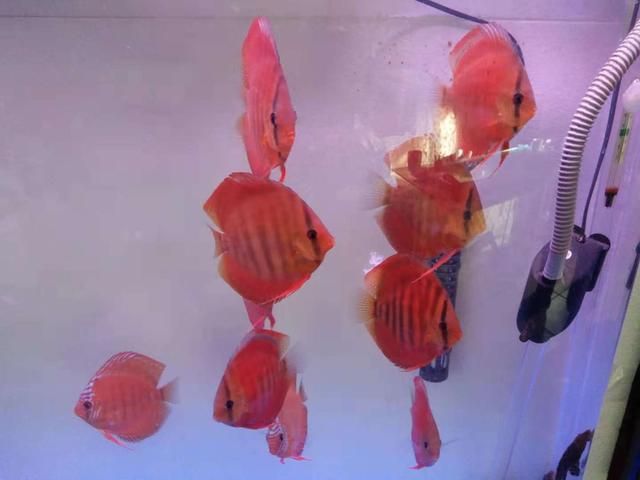 一个一米二的鱼缸需要多少滤材,1米8底滤鱼缸日常打理