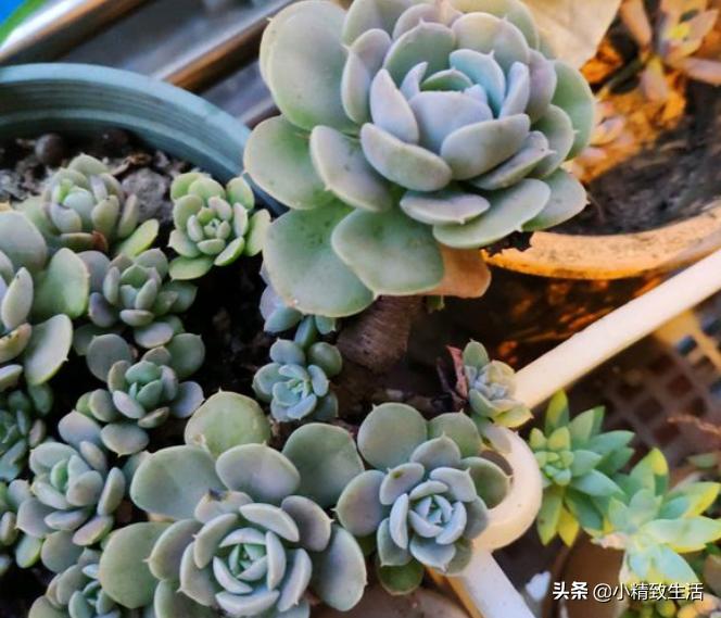 10种公认最好养好养的多肉老桩,比较好养的多肉老桩