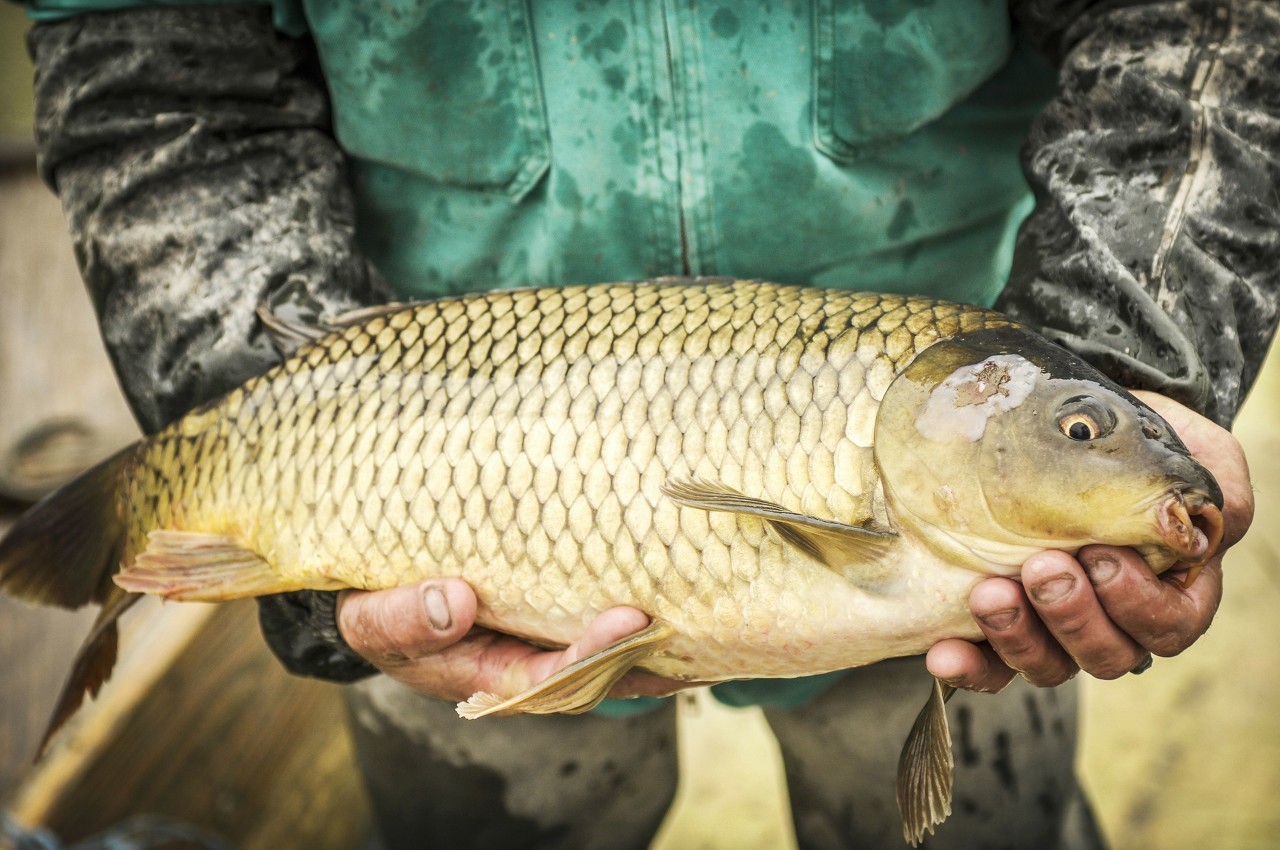 钓到的鲤鱼怎样才能让它长久存活,野生鲤鱼警惕性高用什么饵