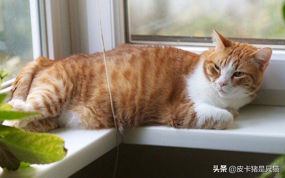 为什么猫喜欢躲在角落里不肯出来,为什么猫喜欢睡脚边不喜欢睡床头