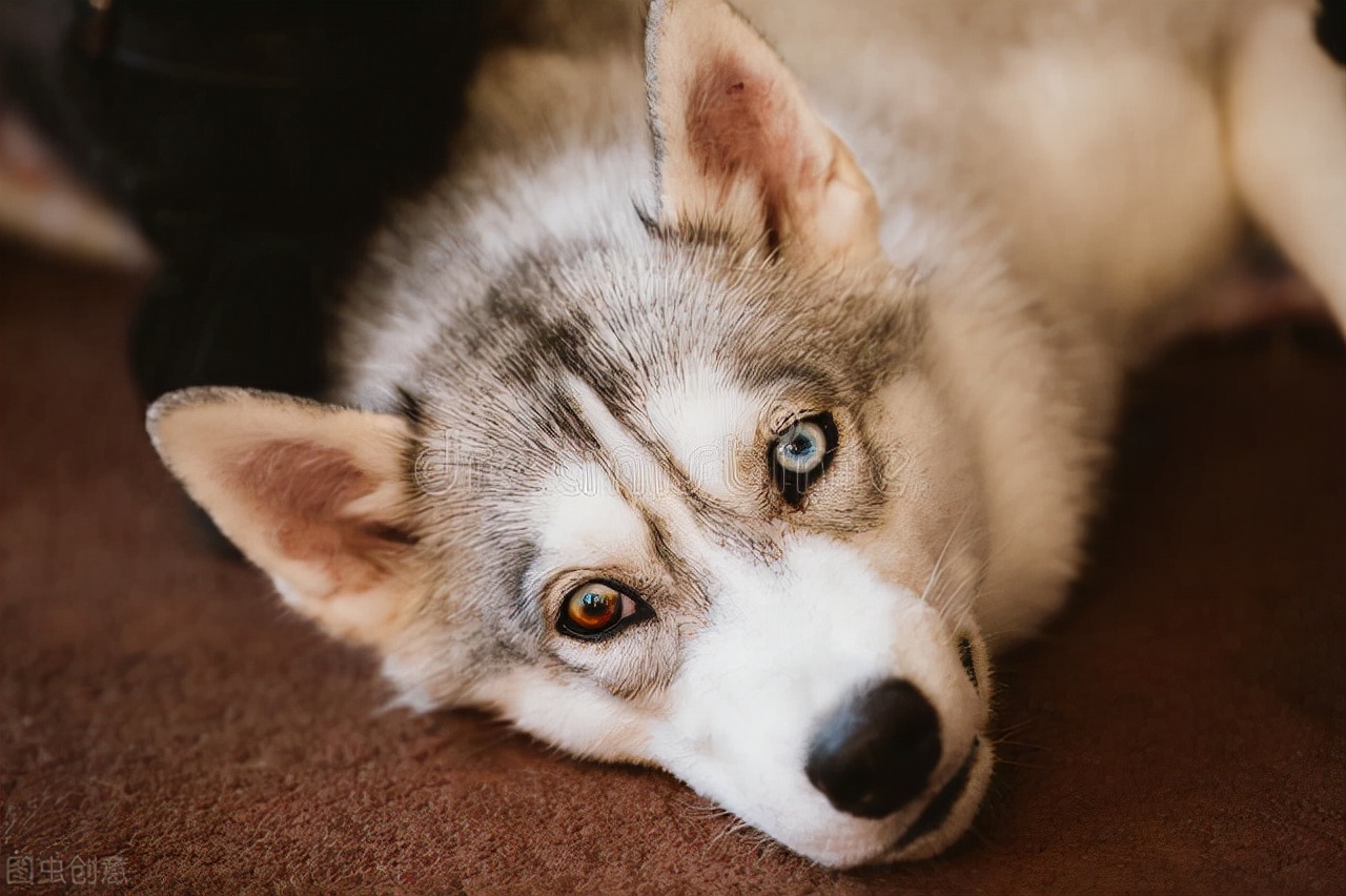 养狗须知狗狗寄生虫症状介绍,养狗须知狗狗的泪痕怎么擦干净