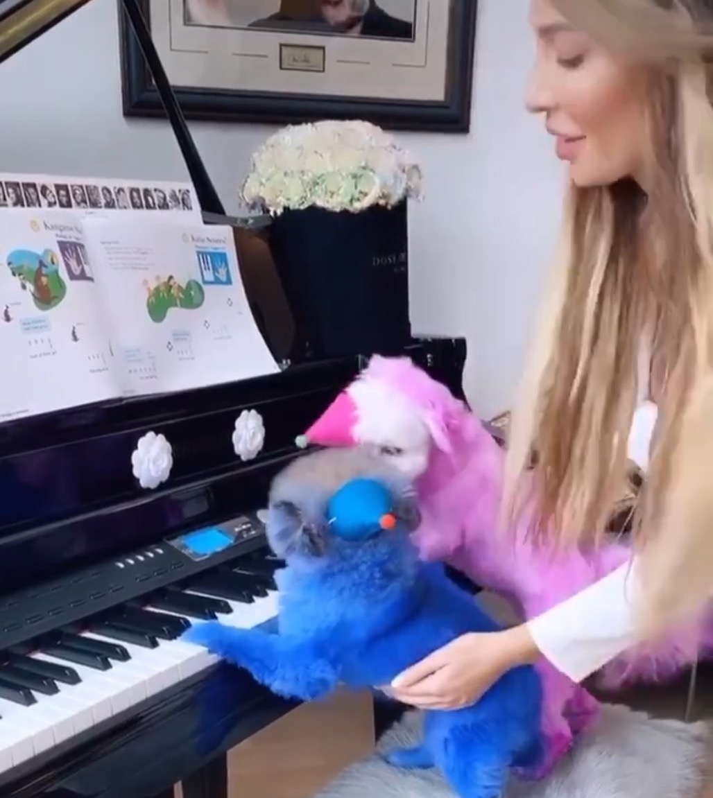 美国23岁女孩遭虐待,美国女子养狗被狗咬死