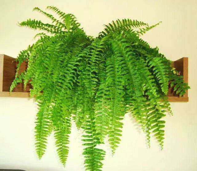 推荐又吸甲醛又好养的植物,哪些植物对猫咪无毒又能吸附甲醛