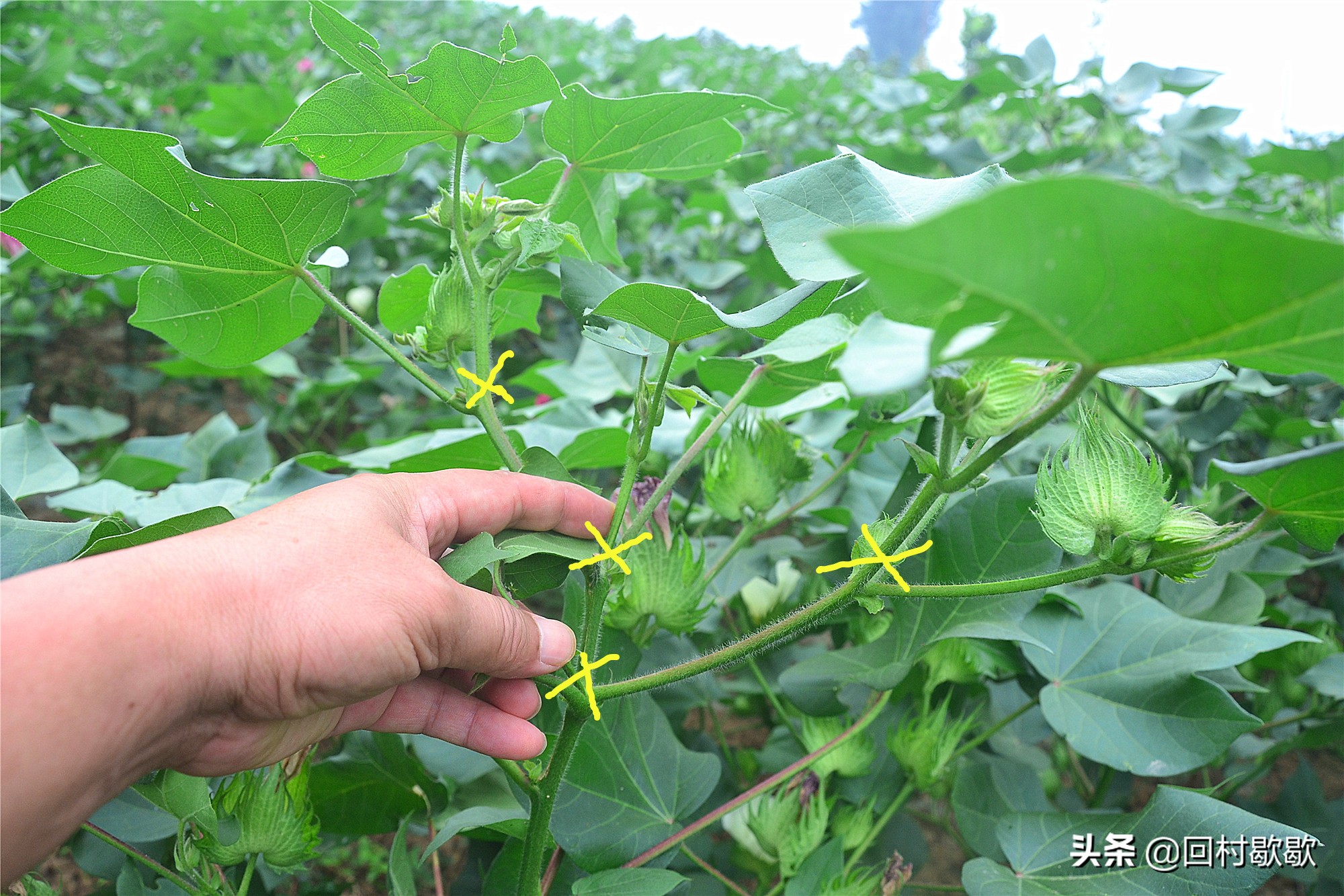 棉花打缩节胺叶片大的原因,棉花打缩节胺好处