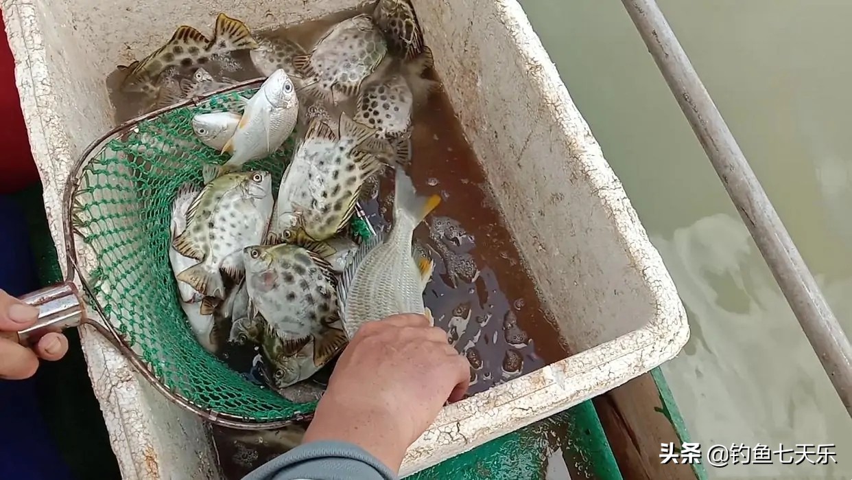 海南职业海钓一年赚多少钱,海钓致富小渔民