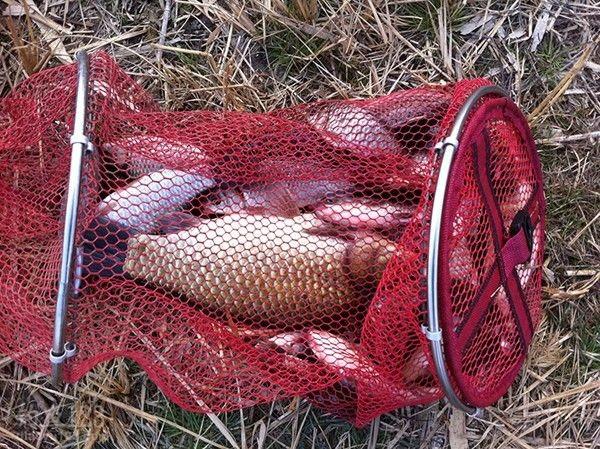 新秀作鲤上市时间,新秀作鲤评测