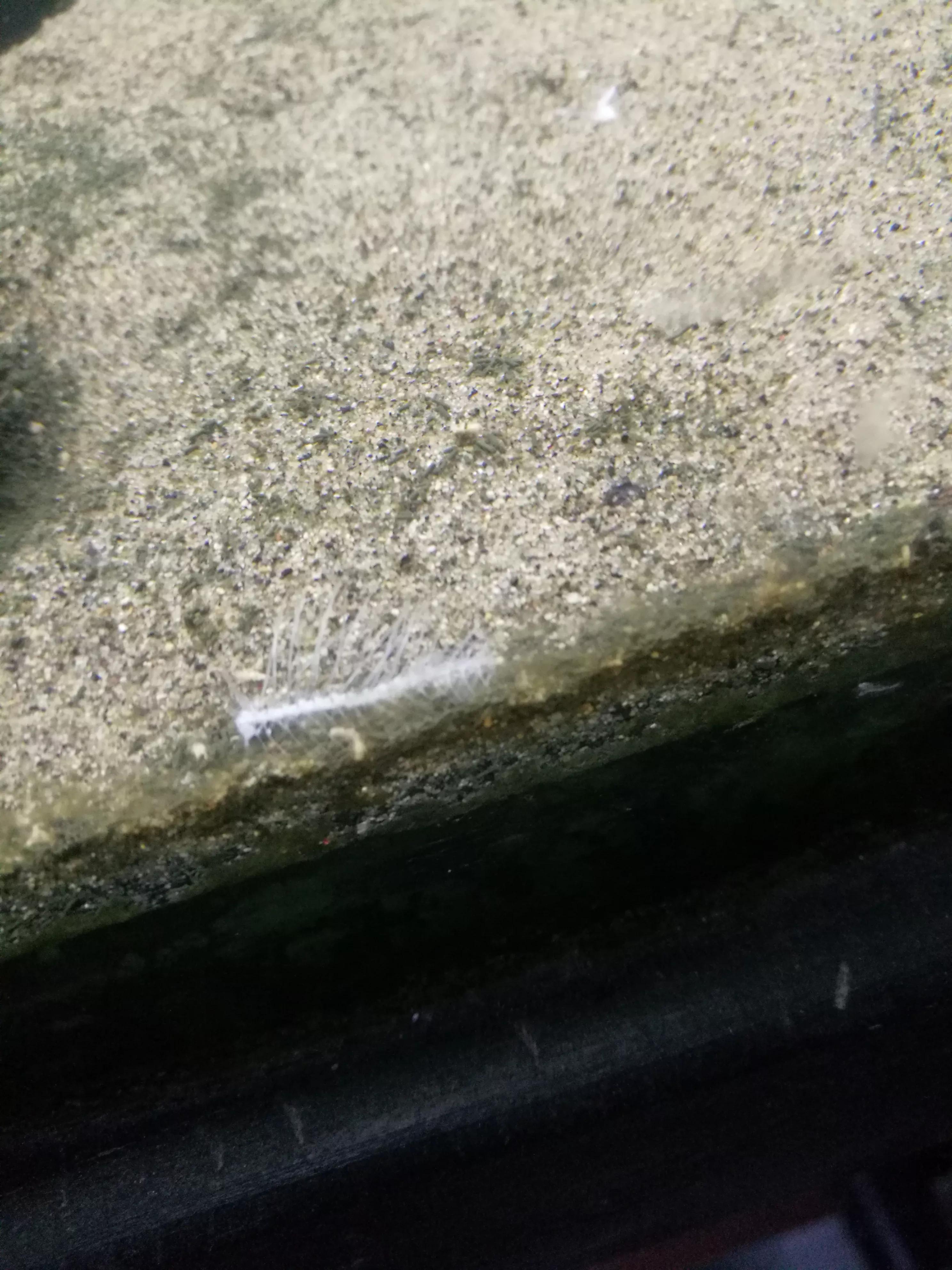 鱼缸里的死鱼为什么不见了,鱼缸里面死鱼不捞出来