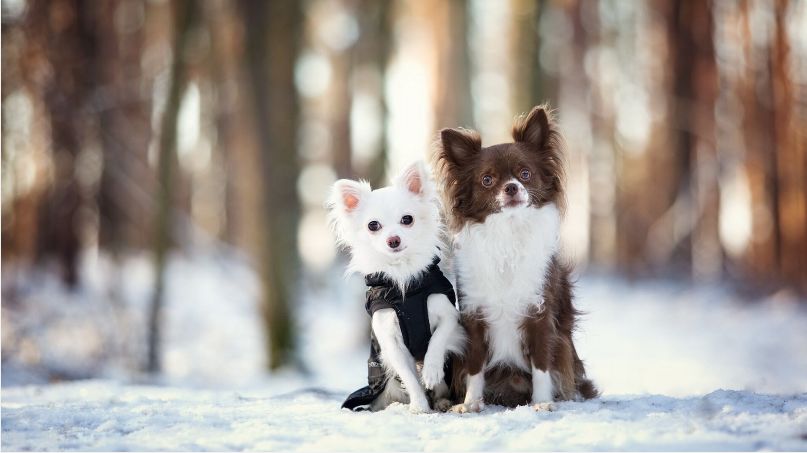 狗狗细小治愈后需要注意什么,狗狗分娩需要准备什么