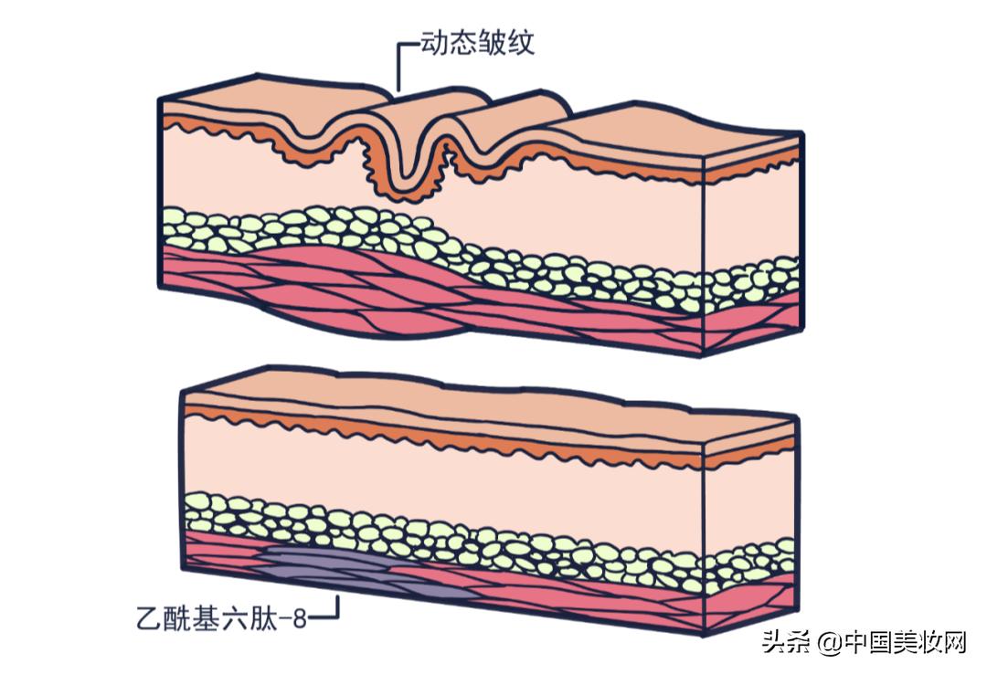 我是美容多肽，一个平平无奇的成分小天才