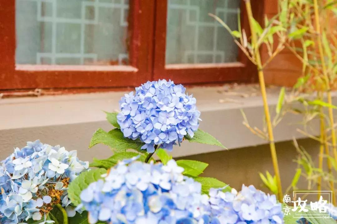 慧园里,南京城中,时光交错的角落