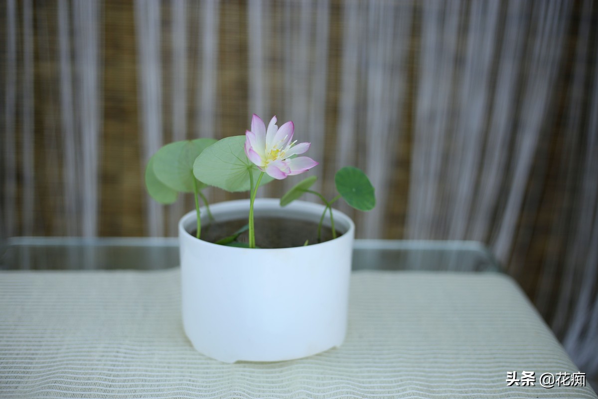 详解碗莲种植养护的方法完全篇,碗莲的种植从入门到放弃