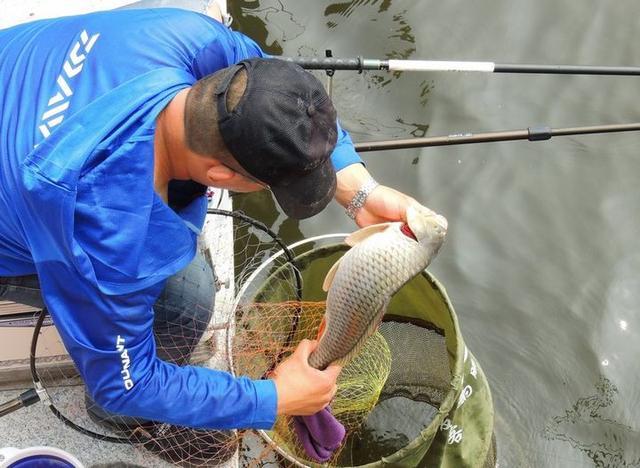 野钓蓝鲫和蓝鲫X5有什么区别,传统钓鱼钓鲫鱼技巧和方法