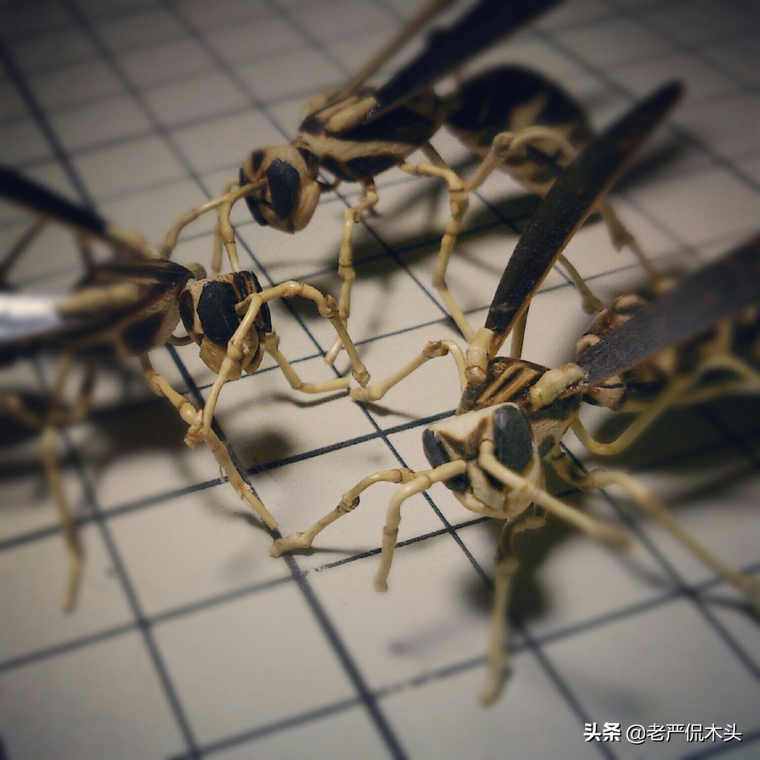 昆虫标本树脂竹节虫,昆虫标本制作竹节虫