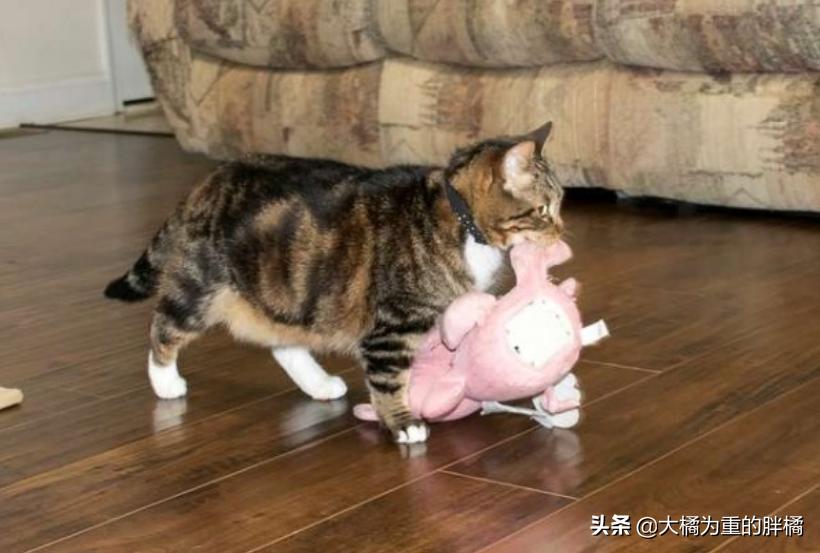 心爱的毛绒小猪被毁后，小猫又有了大堆新朋友“粉红色的我都爱”