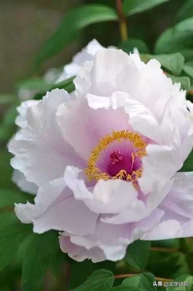 赞美牡丹花开时节动京城的诗句,牡丹诗词名句精选唯有牡丹真国色