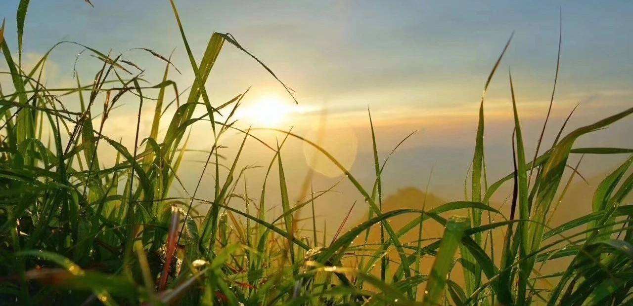 三伏里面有一九什么意思,三伏是什么寓意