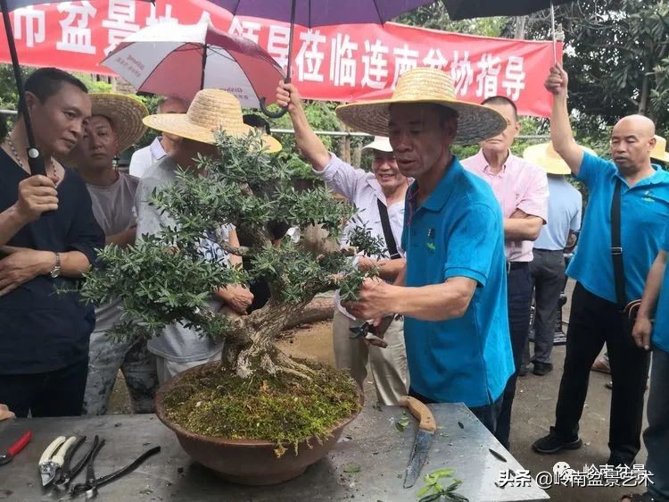 广东的盆景有哪些,适合广东玩的盆景