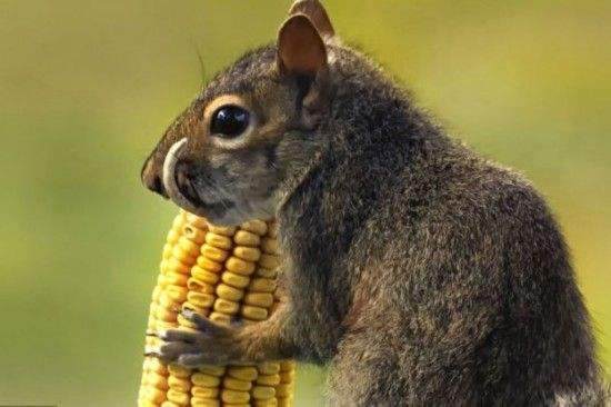 松鼠幼崽常见的疾病,魔王松鼠生病怎么处理