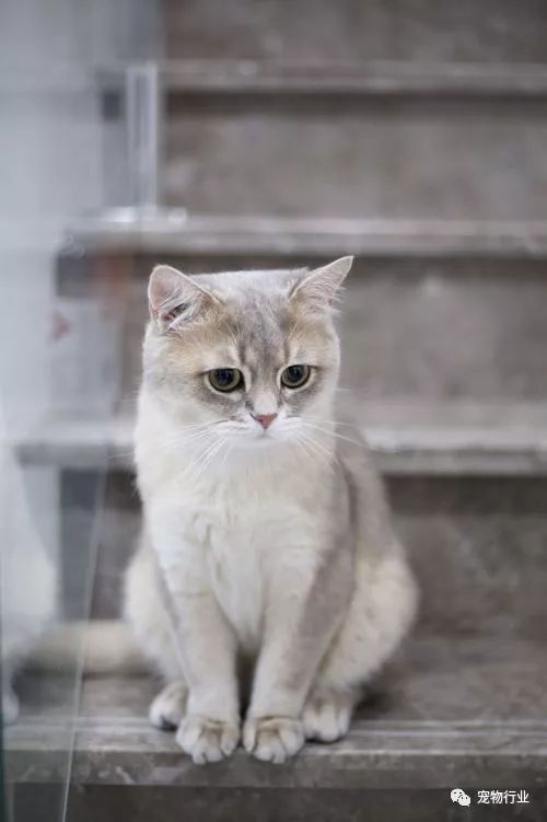 猫中枢神经受损恢复的10个征兆,猫神经受损怎么引起的呢怎么治疗